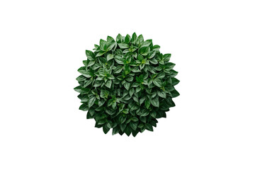 Fresh green basil plant growing with vibrant leaves, providing aromatic flavor for cooking, on transparent background