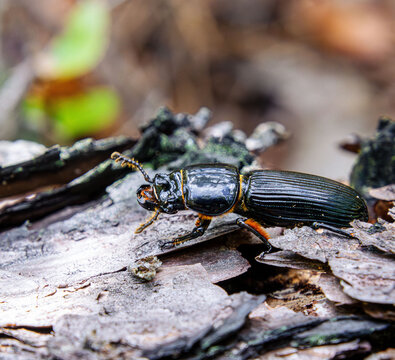 Bess beetle Odontotaenius disjunctus patent leather horned passalus on dead tree bark surface close-up