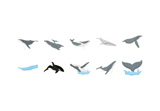 Marine Whale Illustration Set