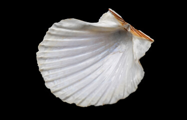 Shell, sea scallop shell isolated on black background. Aquatic wildlife animal, seashell. Mollusk, marine bivalve molluscs. One scallop sea shell, gourmet food, Pectinidae.  © Subbotina Anna