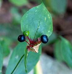edible-root indian cucumber plant with inedible ripe berries rosette close-up