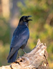Raven Perched on Mossy Stump at Sunset With Open Beak Wildlife Nature Portrait