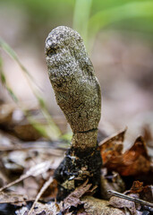 xylaria fungus single fruit body on decaying tree under leaf litter © SurfyArt