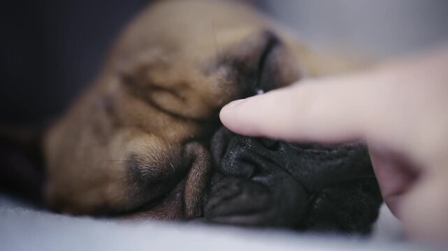 Sick french bulldog dog lying on sofa and lick owner hand building trust, slow motion cinematic selective focus shot. Taking care of pets.