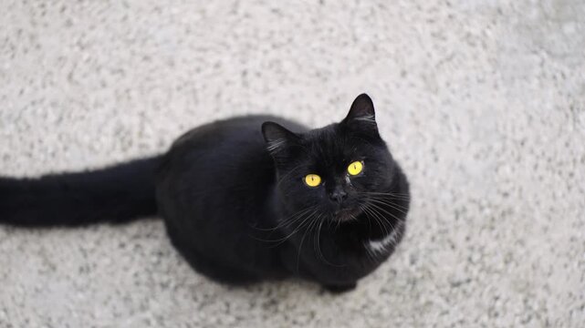 Top shot of purebread black cat with orange eyes looking at camera, slow moiton