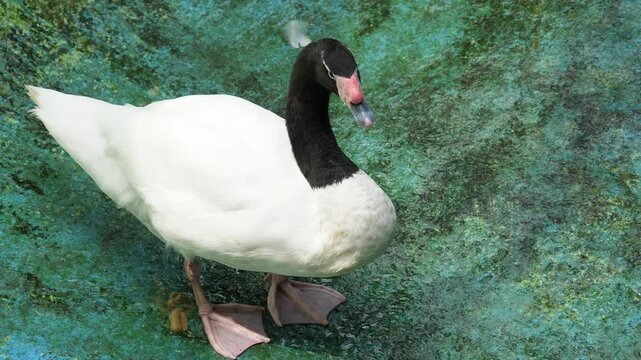 Black headed swan