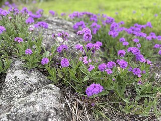Obraz premium Purple flowering groundcover over granite rock in closeup