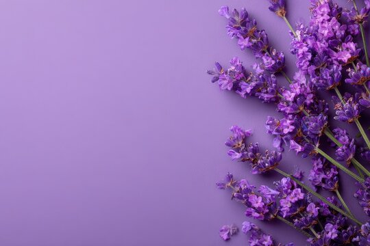 Lavender Bloom Cascade - Vibrant Purple Floral Arrangement on Solid Background.