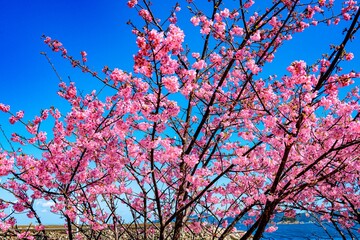 四浦半島の河津桜