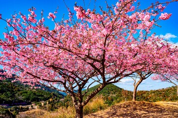 四浦半島の河津桜