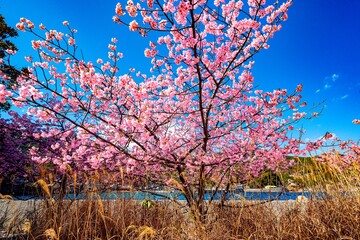 四浦半島の河津桜