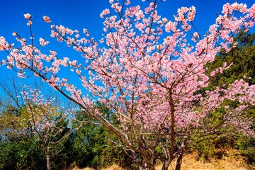 四浦半島の河津桜