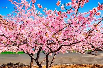 四浦半島の河津桜
