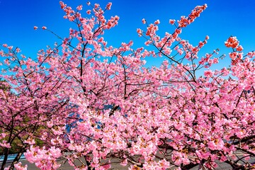 四浦半島の河津桜