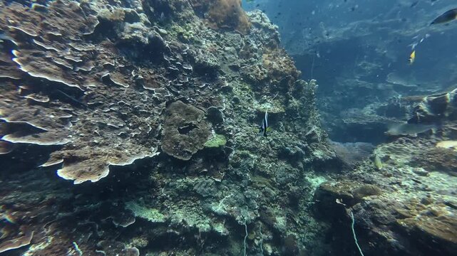 2026.03.01 Longfin bannerfish, Ko Ngam Noi, Chumphon, Thailand