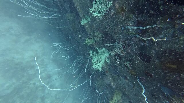 2026.03.01 Sea Whip at HTMS Prab, Chumphon, Thailand