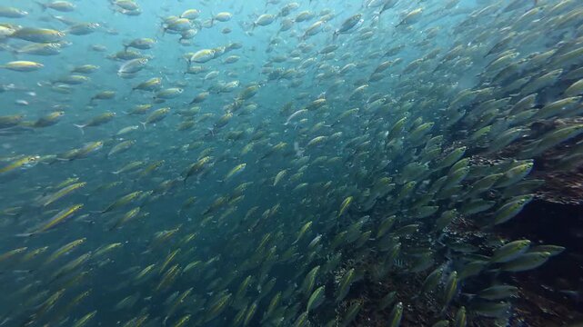 2026.03.01 million of Yellowstripe Scad, Hin Lak Ngam, Chumphon, Thailand
