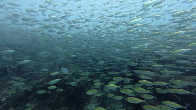 2026.03.01 Yellowstripe Scad and Yellowtail barracuda, Hin Lak Ngam, Chumphon, Thailand
