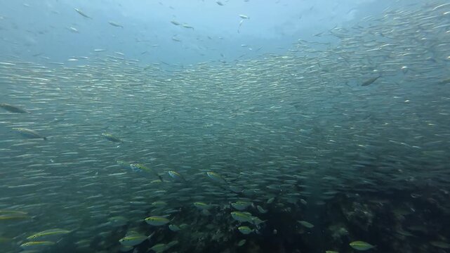 2026.03.01 Yellowstripe Scad and sardines fish, Hin Lak Ngam, Chumphon, Thailand
