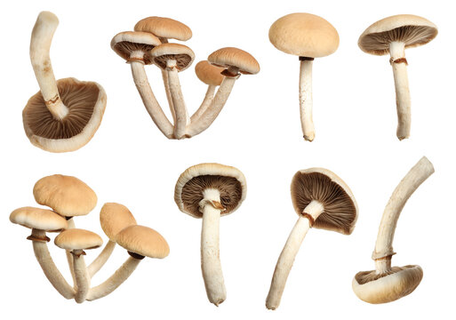 Fresh wild pioppini mushrooms isolated on white, collage