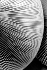 Obraz premium Oyster mushrooms, closeup view. Black and white effect