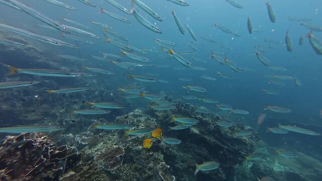 2026.02.28 Yellowtail barracuda, HTMS Prab, Chumphon, Thailand