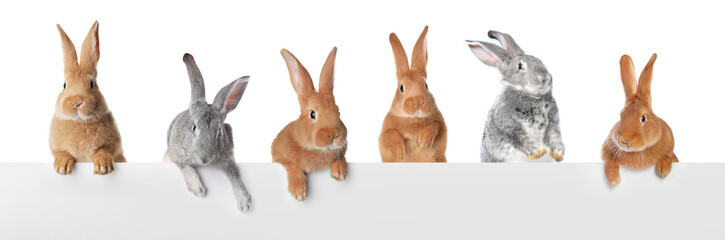 Fototapeta premium Adorable rabbits peering out of banner on white background