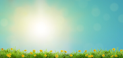 Fototapeta premium Lush green grass with blooming dandelions under blue sky. Spring season