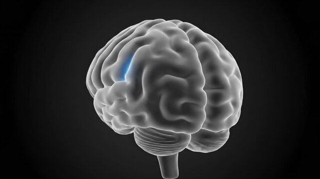A grayscale 3D render of a human brain with a highlighted blue section on a dark background.