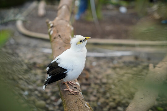 Black winged Indonesian Myna Perched on Branch