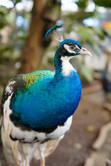 Close-up of a Vibrant Peacock Bird Outdoors