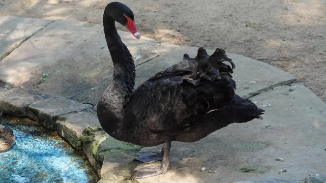 Black swan,
