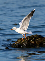 landing gull