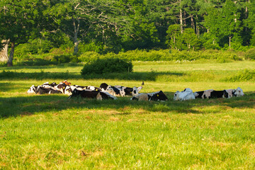 250712長野県カヤの平高原の子牛 © m
