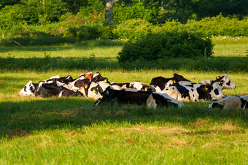 250712長野県カヤの平高原の子牛 © m
