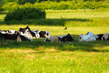 250712長野県カヤの平高原の子牛 © m