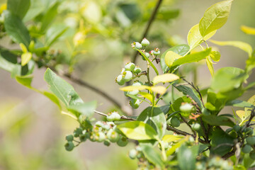 ブルーベリーの実