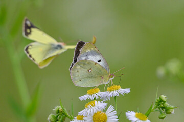 ハルジオンの蜜を吸いに来たモンシロチョウとモンキチョウ