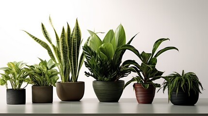 Cultivate calm and enhance your interior with this elegant botanical display of diverse houseplants.