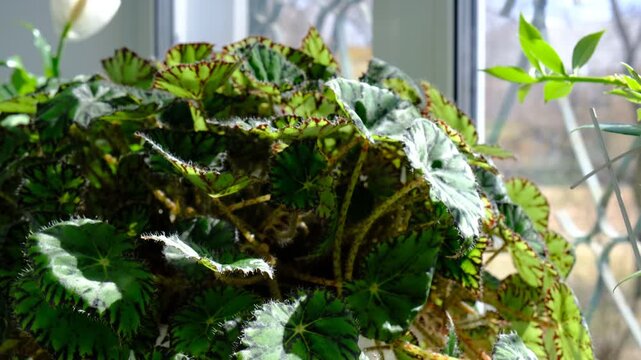 Begonia heracleifolia, Hybrid begonia Tiger Paws or Eyelash and Spathiphyllum or peace lilies  growing in pots  on window sill.  Cozy home. Air purifying house plants in home concept. Biophilic design