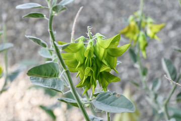 クロタラリア・カニンガミー 　Green bird flower