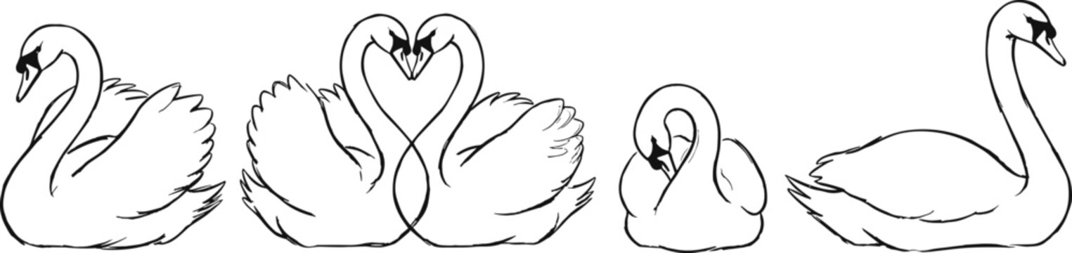 Hand-drawn black vector swan illustration set featuring a romantic swan pair forming a heart shape and individual poses