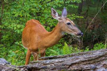 Obraz premium large female deer in summer color behind a fallen log in the morning forest closeup