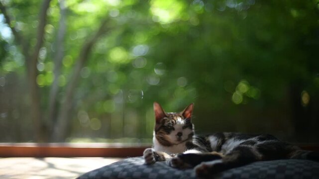 新緑の庭を背景にしっぽを振りながらくつろぐキジ猫