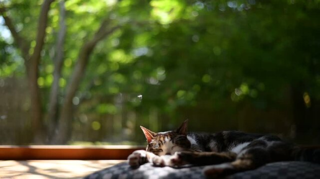 新緑の庭を背景にしっぽを振りながらくつろぐキジ猫