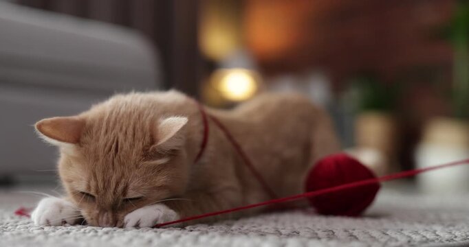 Cute ginger cat playing with yarn on rug at home, closeup. Camera moving left