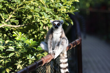 Fototapeta premium Lémure de cauda anelada (Lemur catta) sentado num corrimão