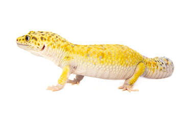 Obraz premium Beautiful scaly reptile, side view. Lizard on a white background. Eublefar