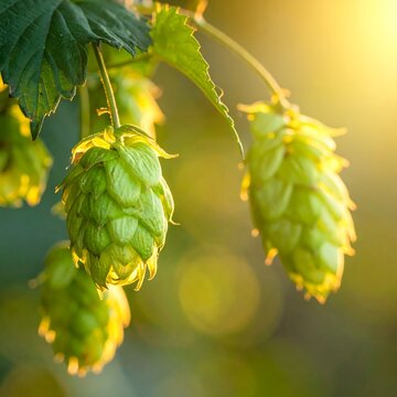 Hops on a bine, sunlight, green, delicate. Bright, fresh, summer feel. Blurry background