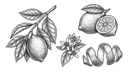 Lemon illustration with leaves and peel